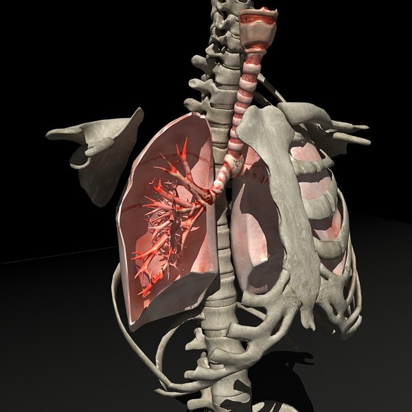 lung torso 3d model