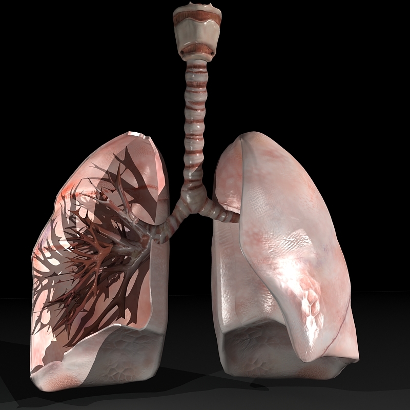 人肺和躯干骨骼3d模型