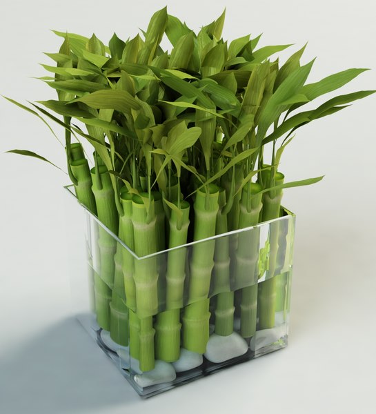 max vase bamboo sticks