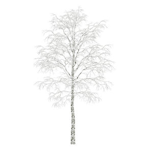 tree birch winter max