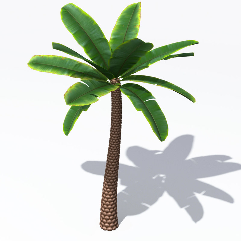3d model palm tree