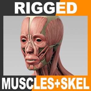 3d rigged human muscular skeleton model