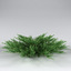 3d model savin juniper juniperus sabina
