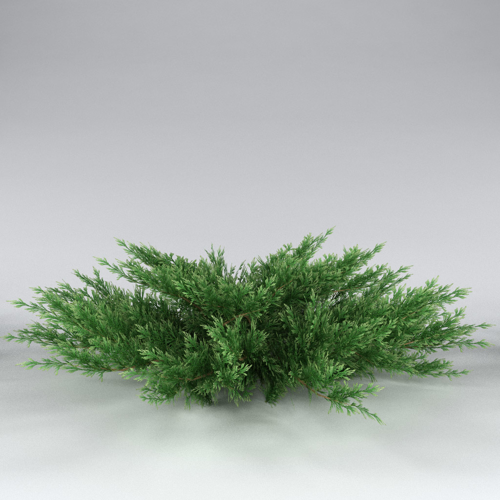 3d model savin juniper juniperus sabina