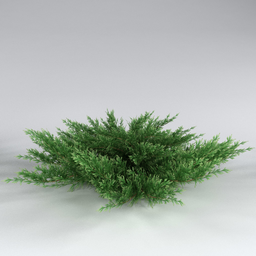 3d model savin juniper juniperus sabina