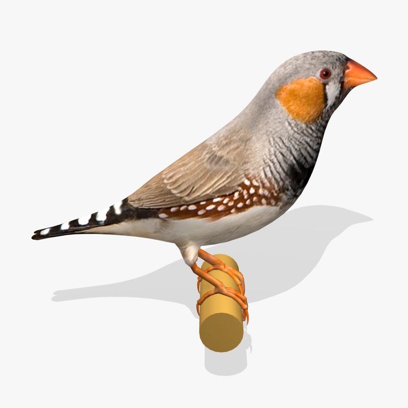 zebra finch birds ab 3d model