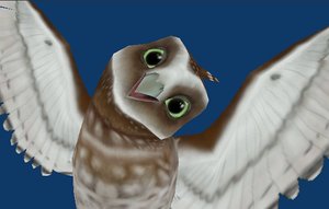 free burrowing owl 3d model