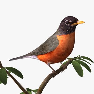 3d 3ds american robin birds ab