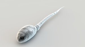 3d spermatozoon