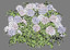 hydrangea flowers 3d 3ds