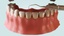 3d human teeth gums