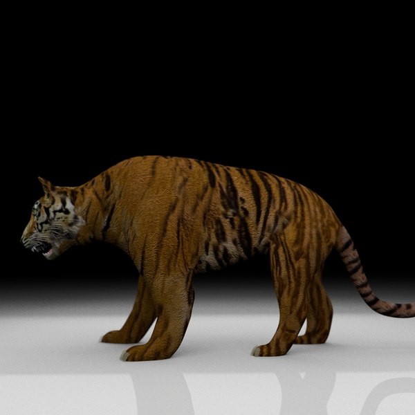 Blender Tiger Models TurboSquid