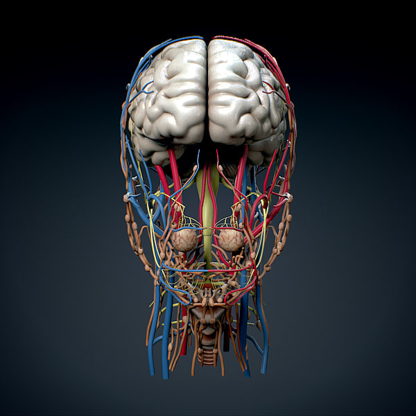 Human Female Head Anatomy 3d Model