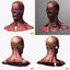male head anatomy skeleton 3d obj
