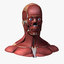 male head anatomy skeleton 3d obj