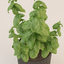 3d model photorealistic basil plant realistic