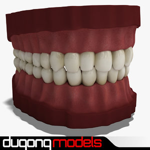 3d dugm01 teeth