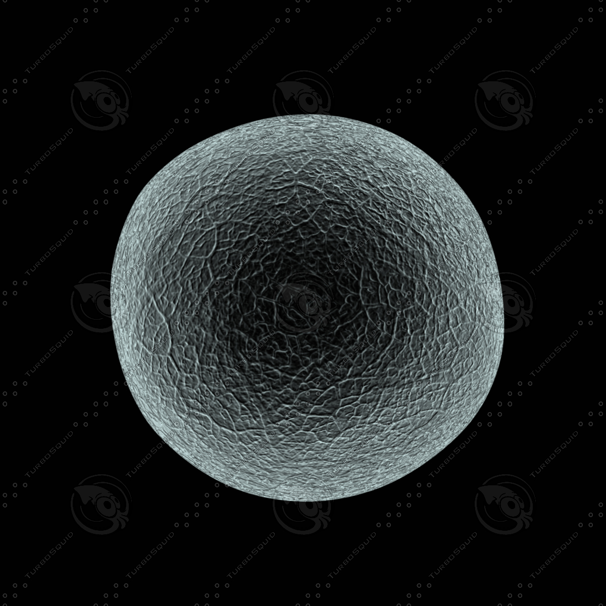 人卵和精子细胞3d模型