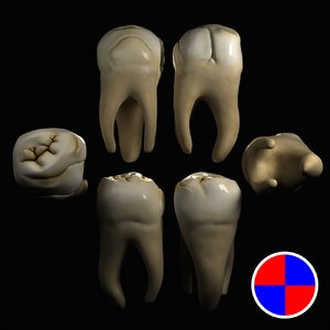 3d model maxillary molar
