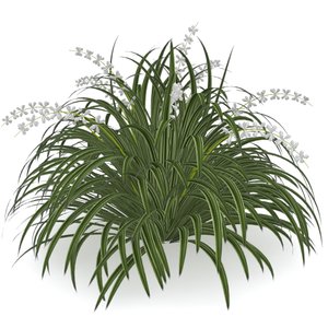 3ds giant planted liriope