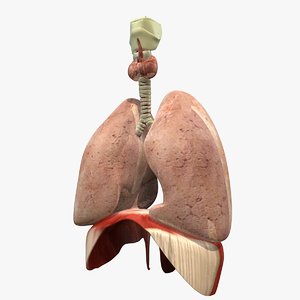 3d lungs diaphram anatomy model