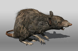 rat animations 3d 3ds