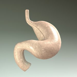 3ds max human stomach