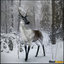 deer ged animations 3d max