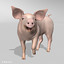 3d model animation pig