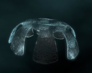 3d medusoid jellyfish