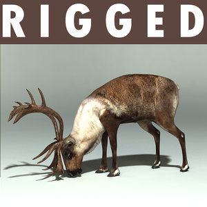 deer rein reindeer 3d model