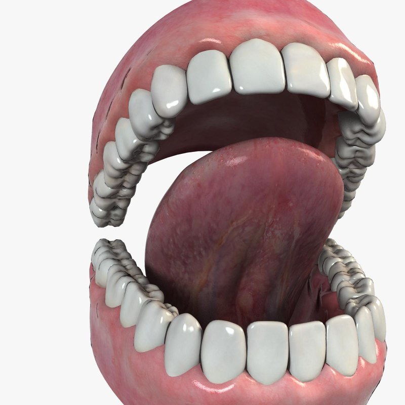 3d model mouth
