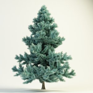 3d blue spruce