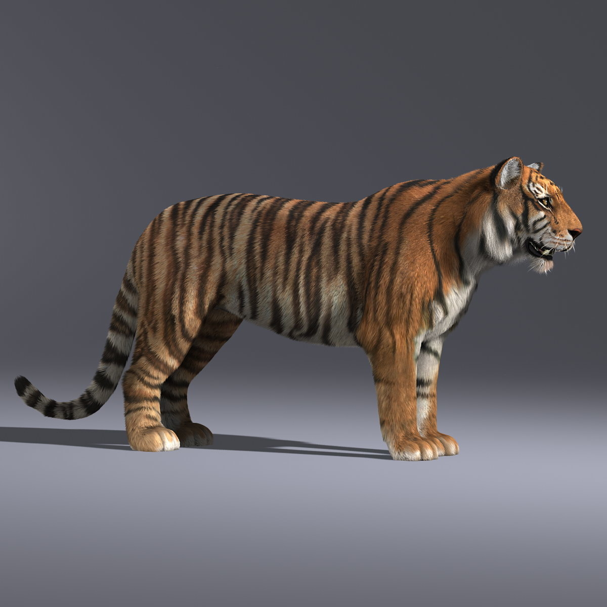 Новые модели тигр