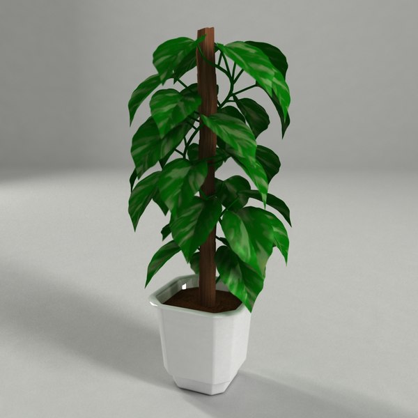 3d Money Plant Model