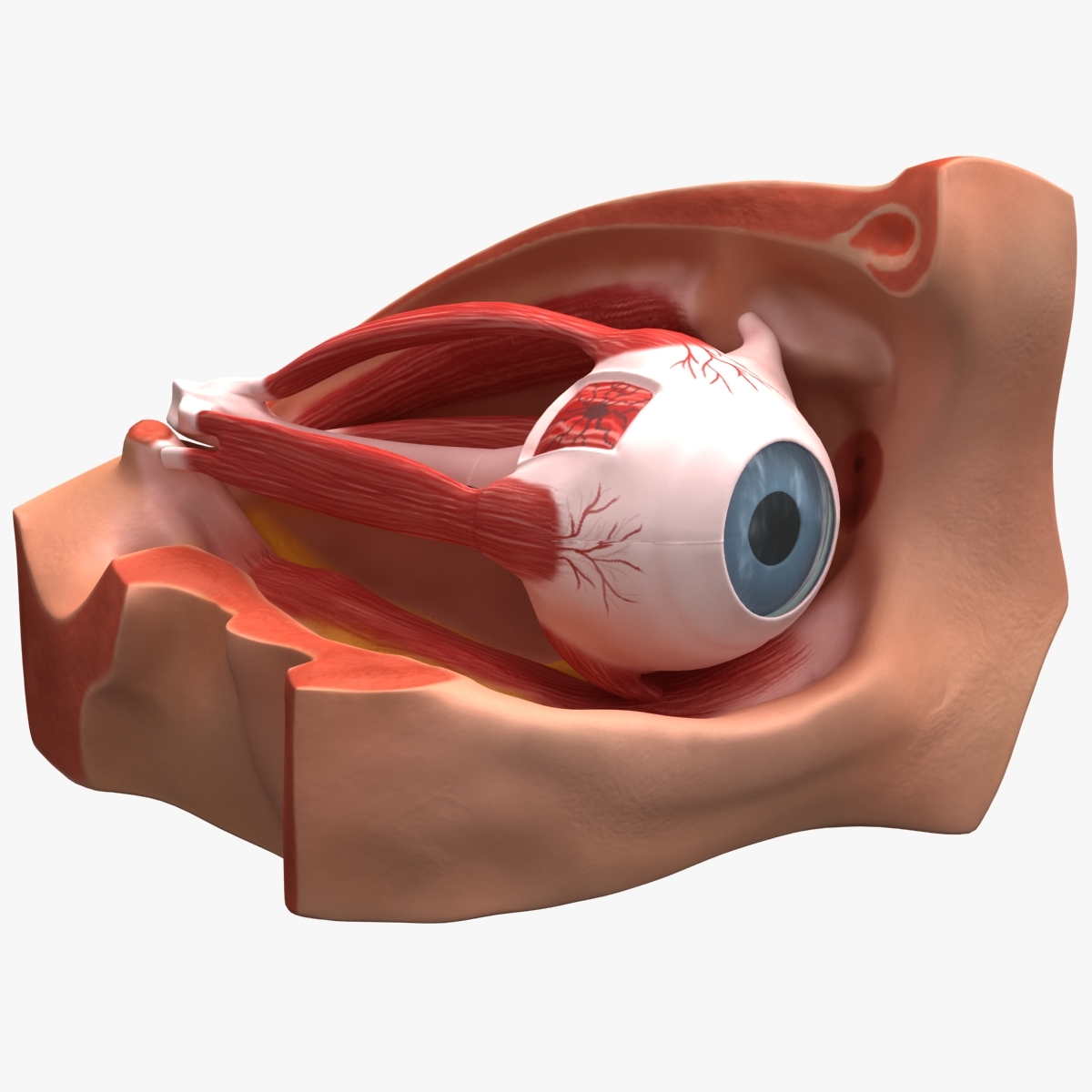 3d model dugm01 eye anatomy