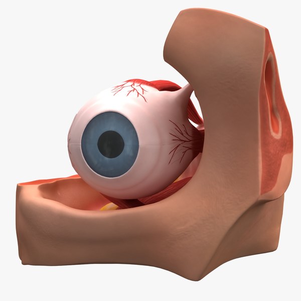 3d Model Dugm01 Eye Anatomy