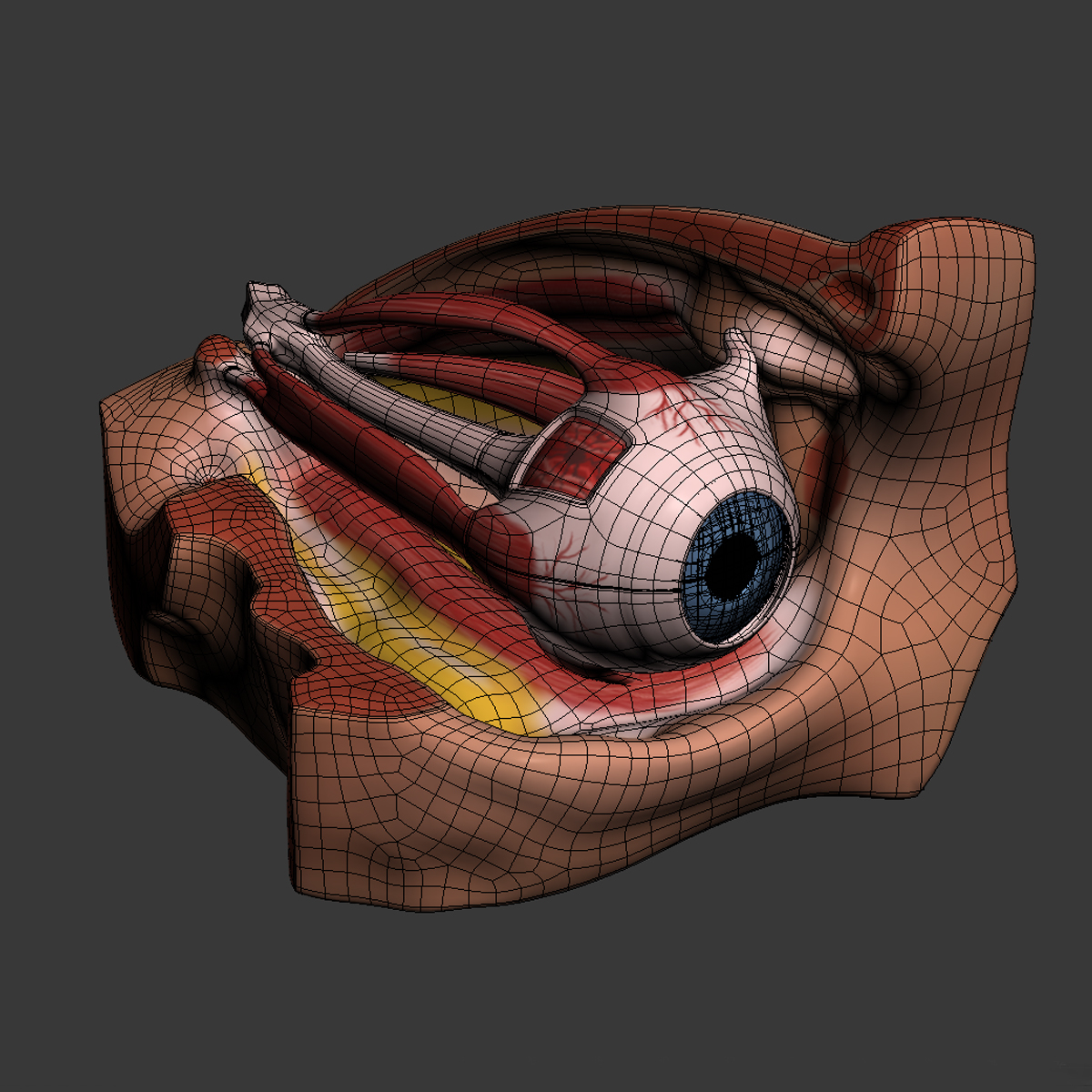 3d model dugm01 eye anatomy