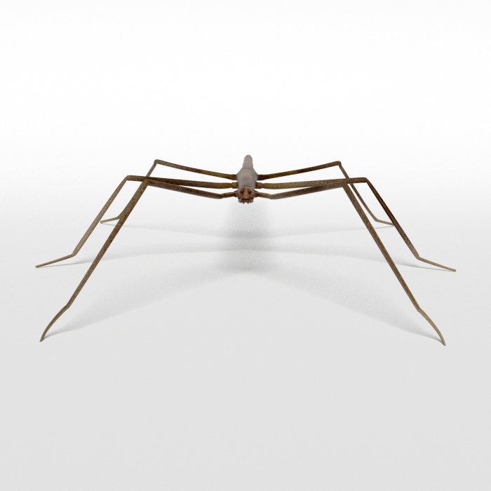 stick insect 3d obj