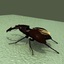 3d stag-beetle model