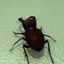 3d stag-beetle model