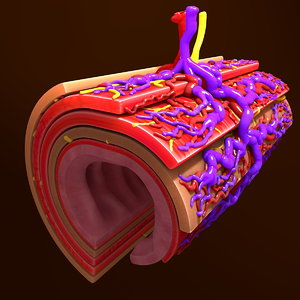 human small intestine 3d model