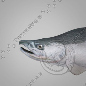 - salmon 3d model