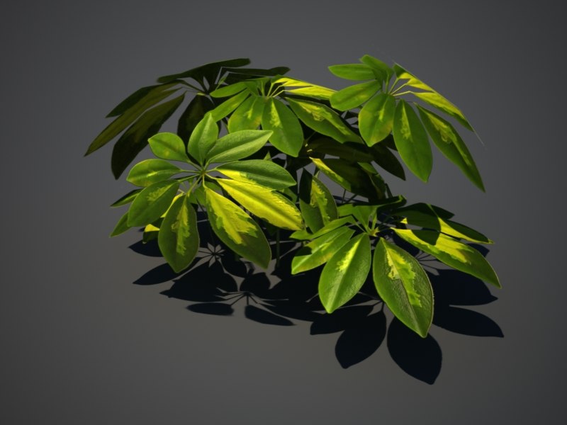  3d  model  tropical plant 