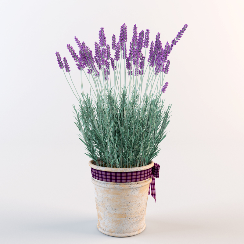 model lavender flowers pot