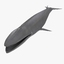 3d model fish shark whale