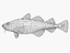 3d model fish shark whale