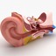 dugm01 ear anatomy 3ds