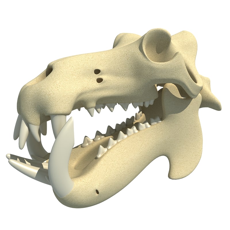 hippo horse skull max