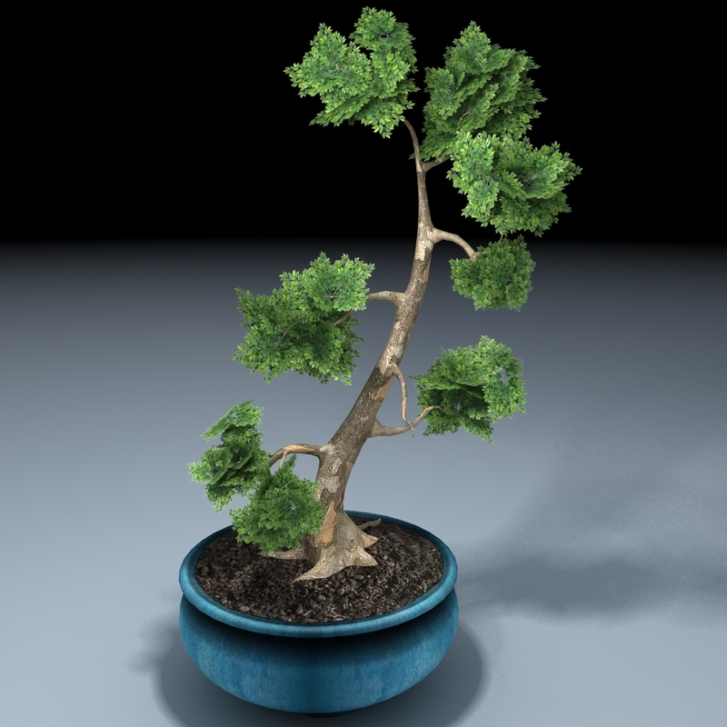 potted bonsai tree 3d model